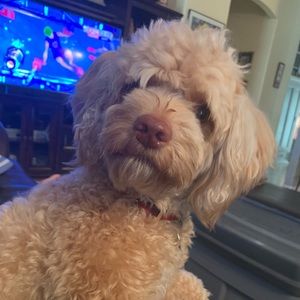 Meet your Posher, Juan